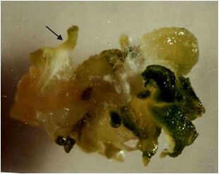 Hormonal Requirements Trigger Different Organogenic Pathways on Tomato Nodal Explants